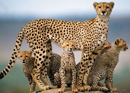 Africa