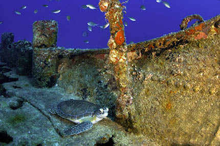 Caribbean
