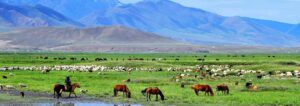 Mongolia