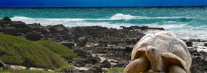 Galapagos Islands