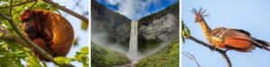 Discover Guyana with Shore Excursions and Day Tours